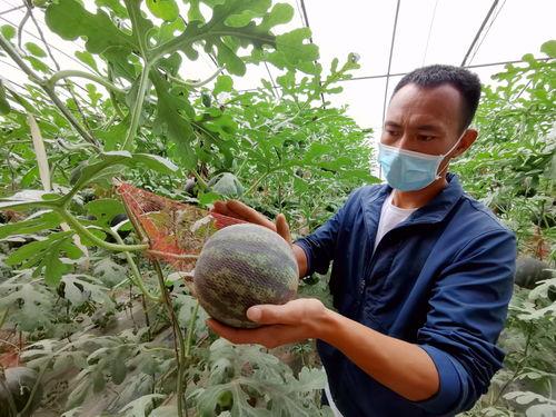 南京吊瓜今日价格,市场行情实时解析