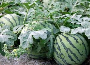 大钱今日份瓜来了,揭秘娱乐圈最新热点事件