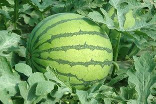 今日山东茭瓜价格行情,今日市场动态一览