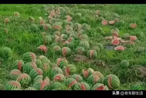 今日石头瓜价格,涨跌波动揭秘