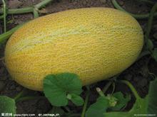 乐东县哈密瓜价格今日价