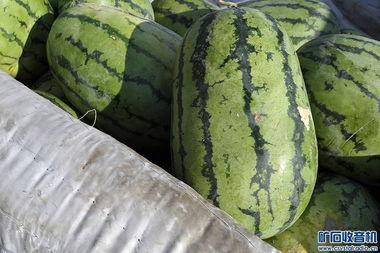 乌鲁木齐今日红瓜价,新鲜上市，价格亲民！”