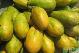 西双版纳今日瓜价,今日瓜价行情一览