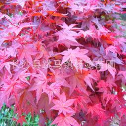 鸡瓜黄连今日价格行情,今日行情一览”