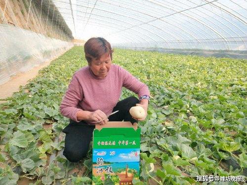 弥河银瓜今日价格,价格行情一览”