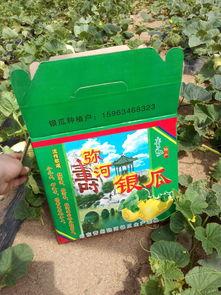 弥河银瓜今日价格,价格行情一览”