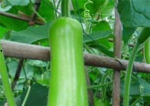 瓠瓜今日价格周口,市场动态一览”