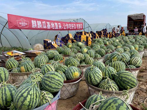 襄阳今日麒麟瓜批发