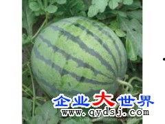 今日全美瓜价格,今日市场行情一览”