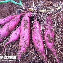 山东19地瓜今日价格,涨跌各异，市场行情一览