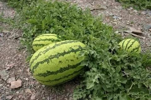 柳州石头瓜今日价格表最新,最新行情一览